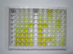 ELISA Kit for C-Type Lectin Domain Family 7, Member A (CLEC7A)