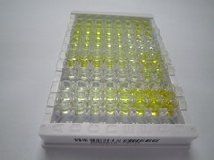 ELISA Kit for Delta Like 1 Homolog (dLK1)