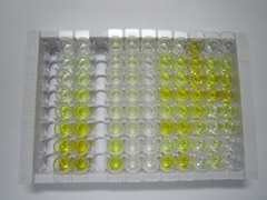 ELISA Kit for DOT1 Like, Histone H3 Methyltransferase (DOT1L)