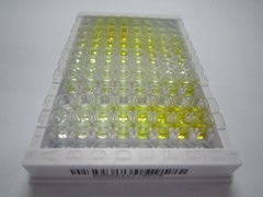 ELISA Kit for Drebrin Like Protein (DBNL)