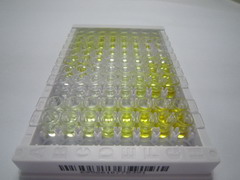 ELISA Kit for Eukaryotic Translation Initiation Factor 6 (EIF6)