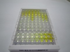 ELISA Kit for Interleukin 1 Family, Member 9 (IL1F9)