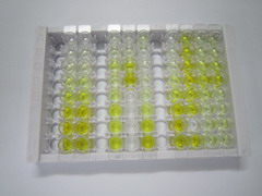 ELISA Kit for MutL Homolog 3 (MLH3)