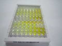 ELISA Kit for Semaphorin 3C (SEMA3C)