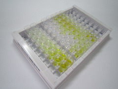 ELISA Kit for Peroxidasin Homolog (PXDN)