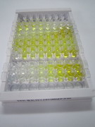 ELISA Kit for Roundabout, Axon Guidance Receptor, Homolog 1 (ROBO1)