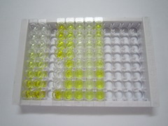 ELISA Kit for R-Spondin 2 (RSPO2)