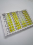 ELISA Kit for Splicing Factor 3B Subunit 3 (SF3B3)