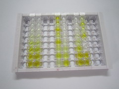 ELISA Kit for SKI Like Oncogene (SKIL)