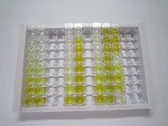 ELISA Kit for Testican 1 (TIC1)