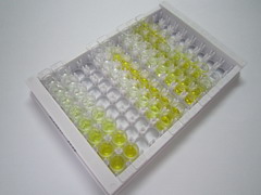 ELISA Kit for Steroid 5 Alpha Reductase 2 (SRD5a2)