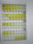 ELISA Kit for RAB5C, Member RAS Oncogene Family (RAB5C)