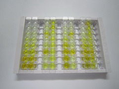 ELISA Kit for Potassium Inwardly Rectifying Channel Subfamily J, Member 10 (KCNJ10)