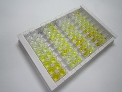 ELISA Kit for Fatty Acid Amide Hydrolase (FAAH)