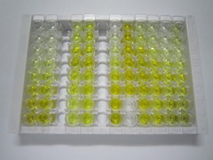 ELISA Kit for NADH Dehydrogenase 1 (ND1)