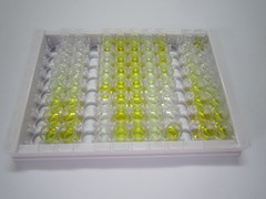 ELISA Kit for Enah/Vasp Like Protein (EVL)