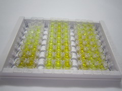 ELISA Kit for Leucine Rich Repeat Containing Protein 3C (LRRC3C)