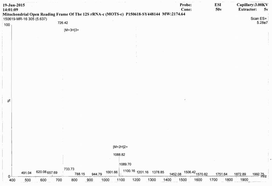 Synthetic Mitochondrial Open Reading Frame Of The 12S rRNA-c (MOTS-c)