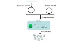 Lentivirus Packaging Experiment Service