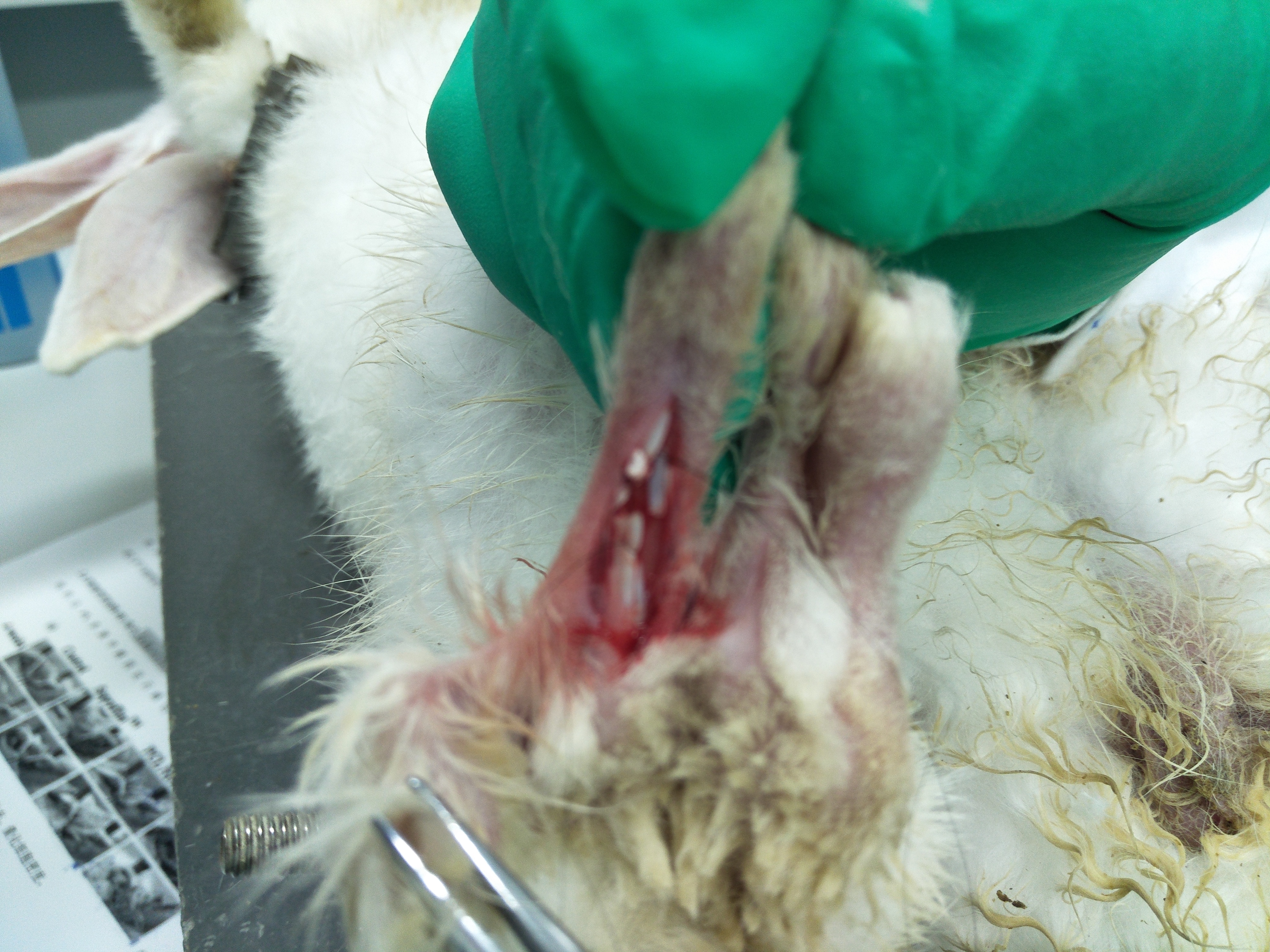 Rabbit Model for Tendon Damage (TD)