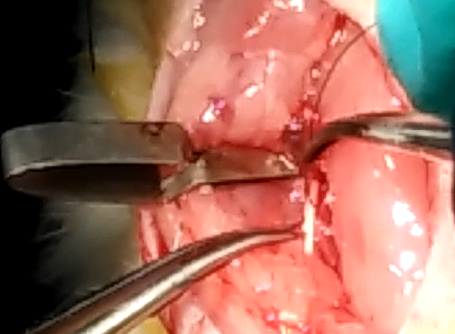 Rat Model for Cerebral Ischemia (CI)